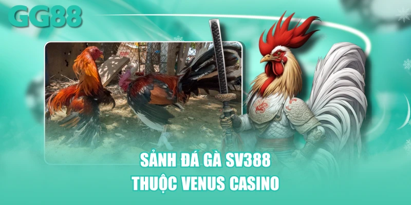 Sảnh đá gà SV388 thuộc Venus Casino